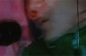 lenz_3